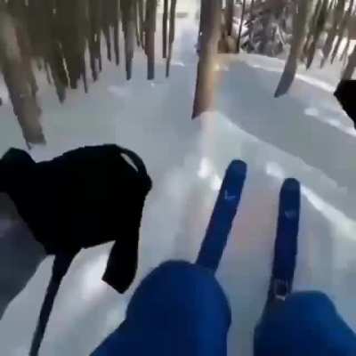 Skiing full speed in a forest