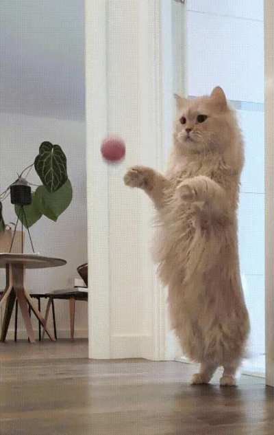 A misjudged pounce