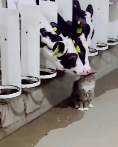 BiG blAcK aND WHiTe BuLL GanG up tO LicK SmALL, HaIrY PUsSY