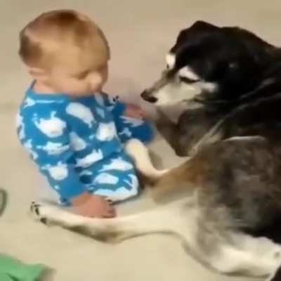 Dogs are the best