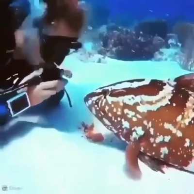 У каждого своя живность
