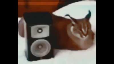 Fukashigi Floppa