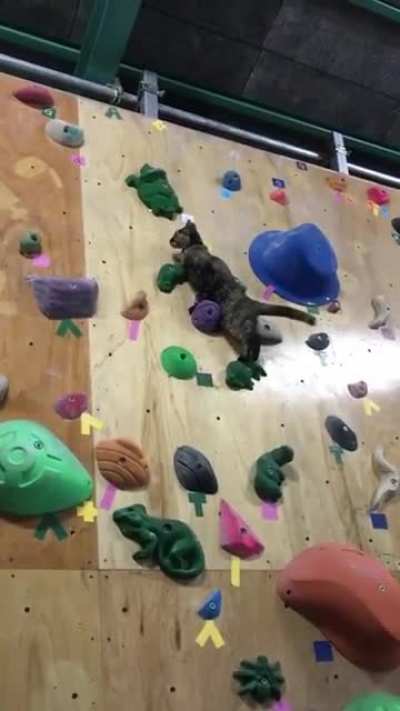 This cat&rsquo;s spirit animal is &ldquo;mountain goat&rdquo;
