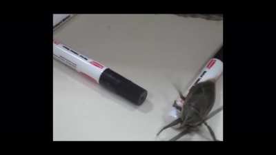 horny insect