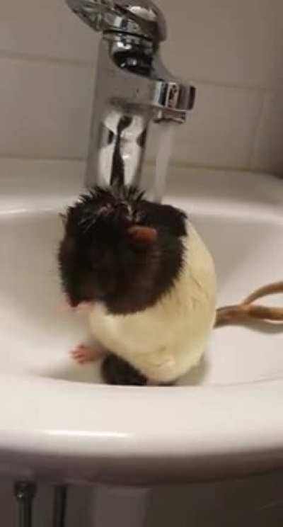 Twitch Mains Getting Ready For Another 10 AD Buff 🐀 🚿