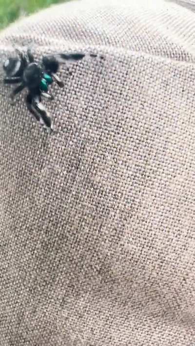 Lil&rsquo; jumpy guy on my patio. 