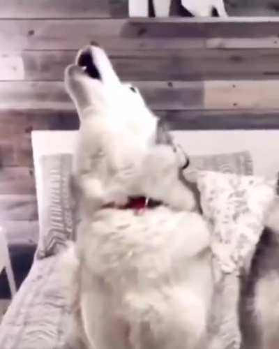 Husky = demon