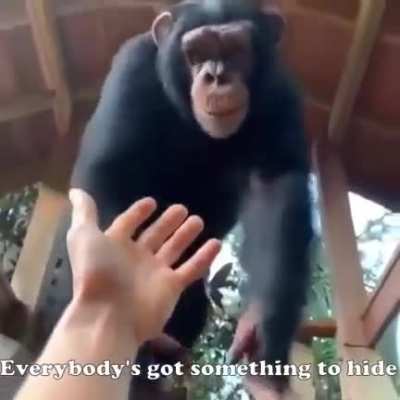 Everybody&rsquo;s Got Something to Hide Except Me and My Monkey