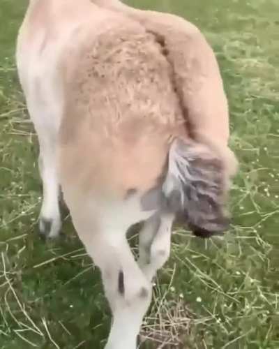 Чеши, чеши