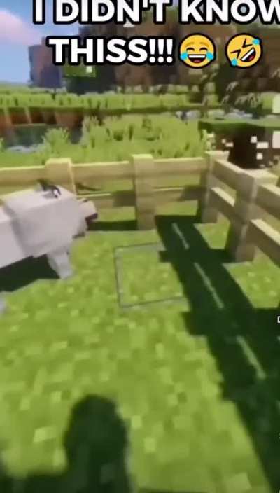 The dog is Halal