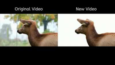 Image &amp;amp; Video Background Removal Using Deep Learning