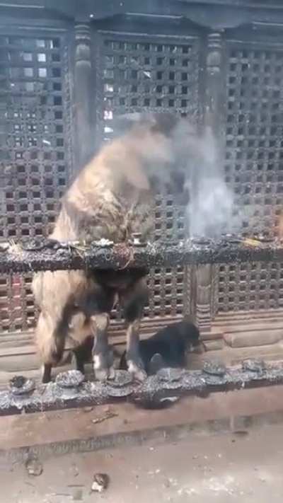Goats holidays