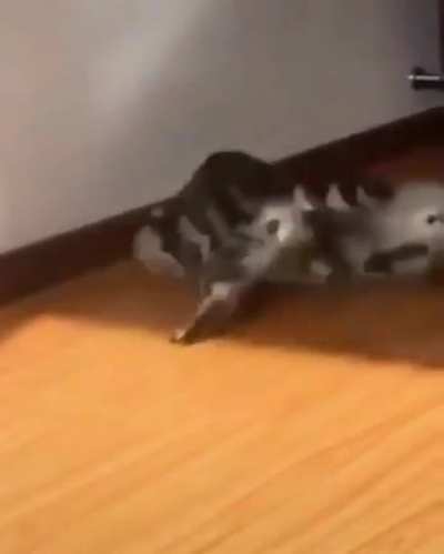 Cats Howard