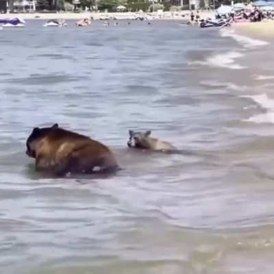 Bear family takes a dip at south lake Tahoe&rsquo;s Pope beach, California