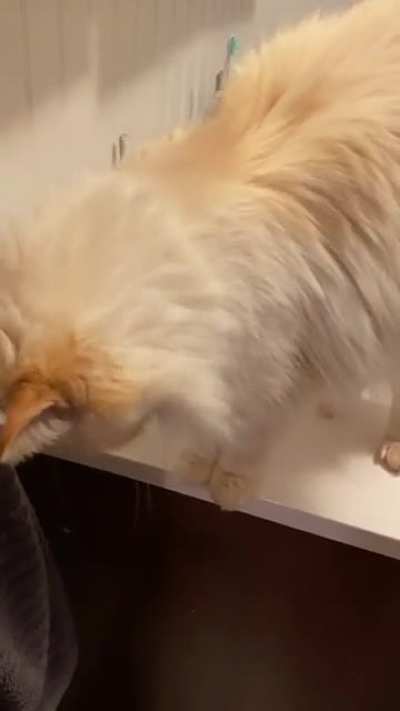 Successful sneak