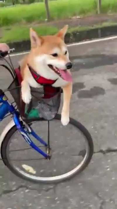 My lazy shiba&hellip;