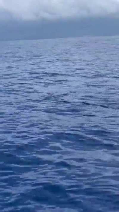 🔥Flying Fish Can Glide for up to 650 feet at 35 Miles Per Hour