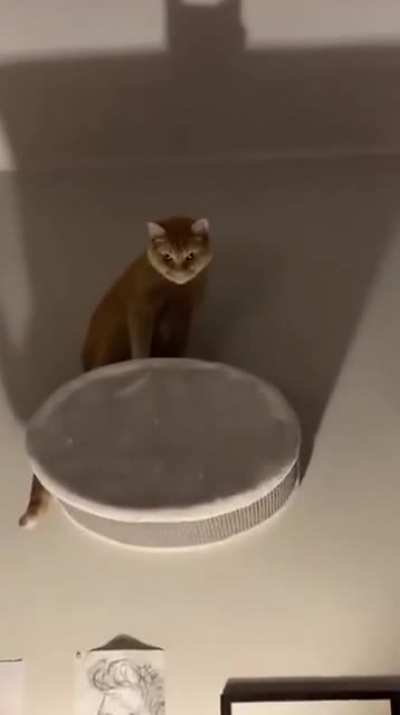 "I'm the Catman" 🐱🦇