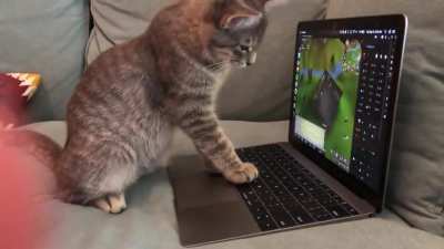Got up for cereal and came back to my kitten training smithing for me