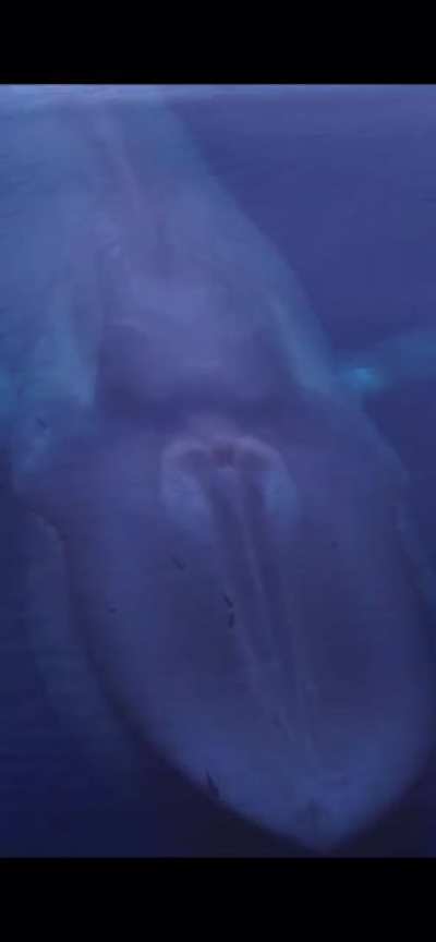 Just the largest animal on our planet coming up for air.