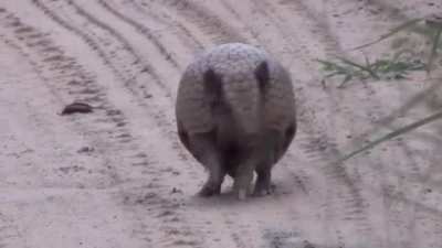 Here’s how armadillo rolls up
