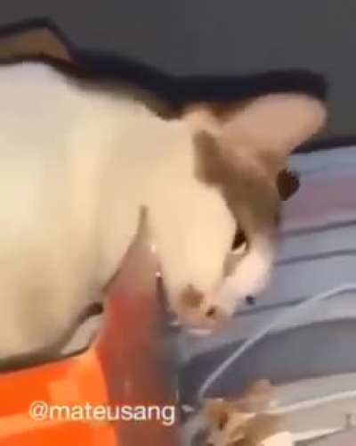 Smart cat