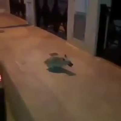 no s&eacute; si sea Repost pero es que....&iexcl;Perro Paja!