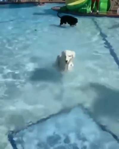 Doggies at the pool
