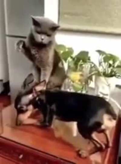 Cat 4.0