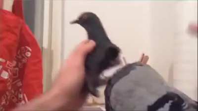 Pigeon!
