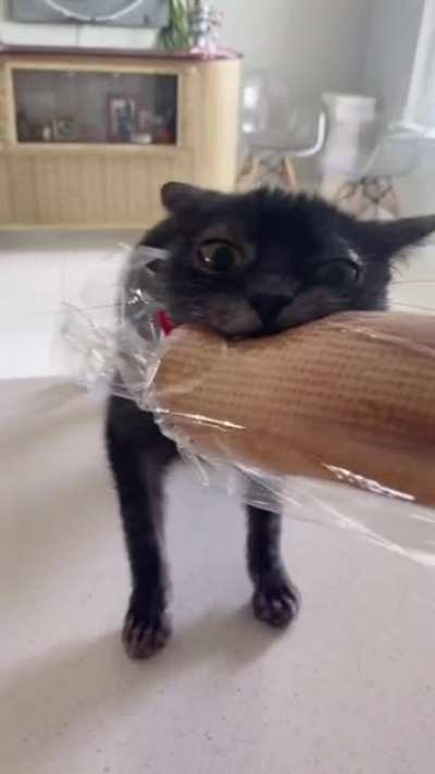 Can I have bred