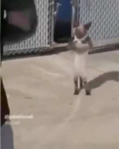 Is this real???