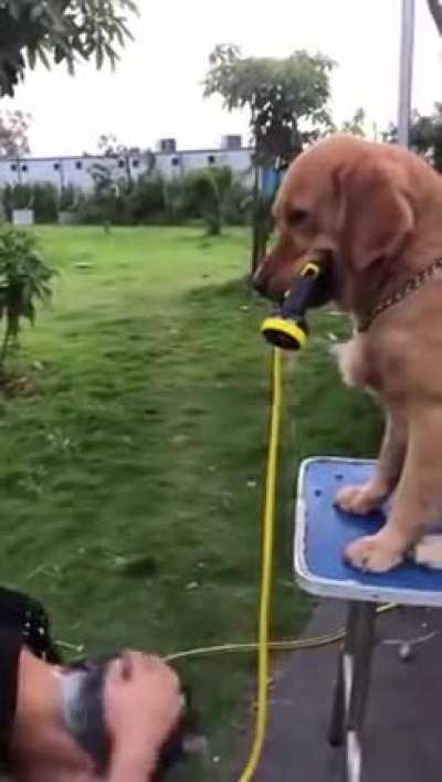 Sigma dog