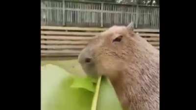 I fucking love capybaras