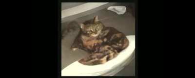 This cat does not exist - a site that generates pictures of cats that do not exist