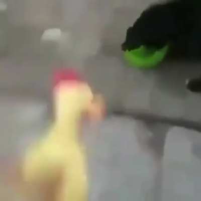 Cachorrim bonzinho