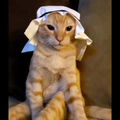 Gato arabe, espero que no sea repost D: