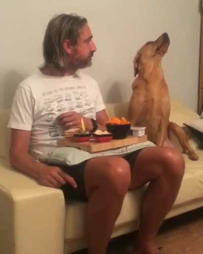 &ldquo;Nope! Not interested in your food human&rdquo;...