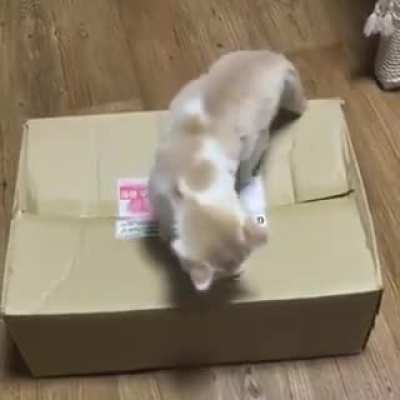 Catssassin's creed