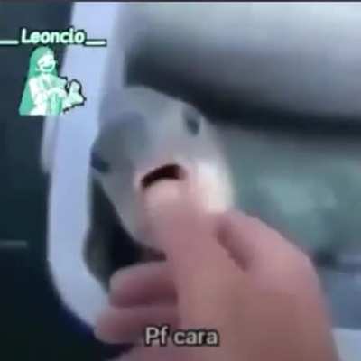 Chupadinha