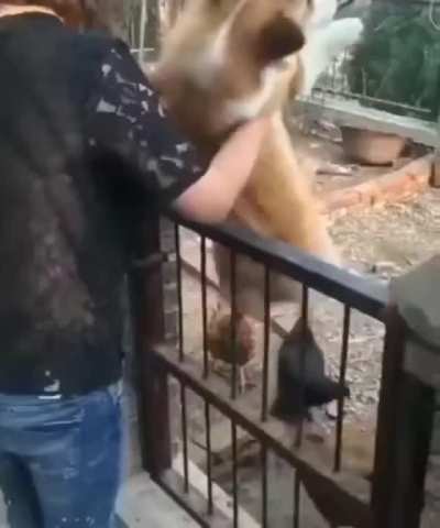 Chickens are scary