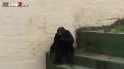 Monkeydonian Sigma Moment