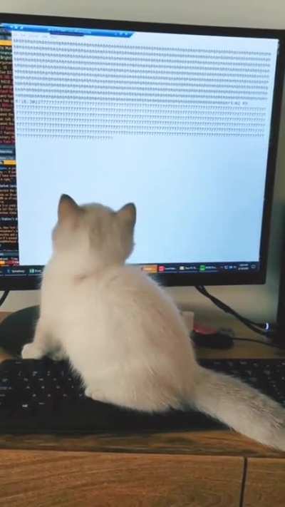 Cat is confused about life