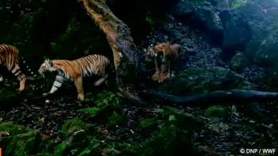 Tigress with her three cubs..