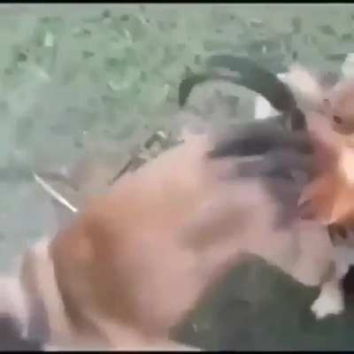 Perro culiao