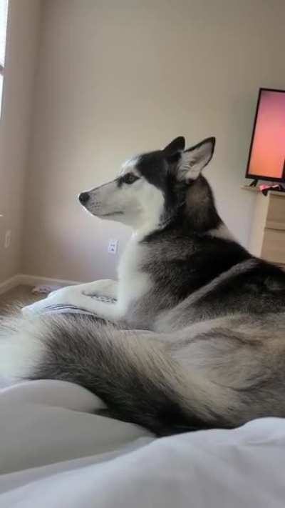 When your husky doesn't want to listen