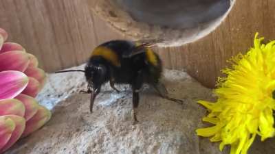 Her favourite time of day! Fresh flower time! Queen Bea!