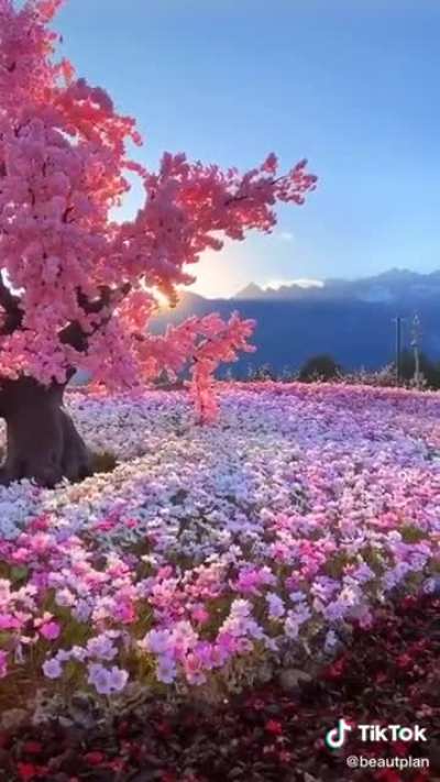 🔥Cherry tree absolutely laden with blossons