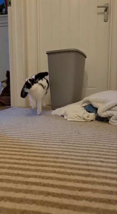 Kinda obsessed with the fluffy wobble during binkies.