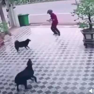 That dog it's smart.